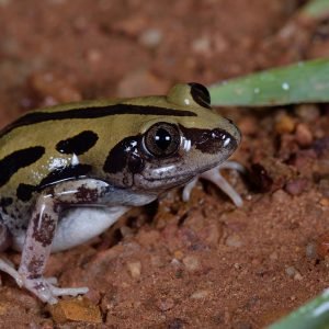 KASSINA SENEGALENSIS KRÖTENGIFT