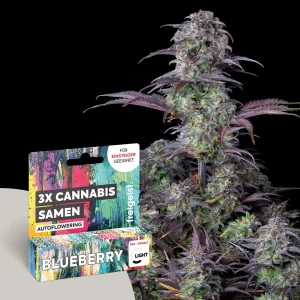 3g Hanfsamen Autoflowering