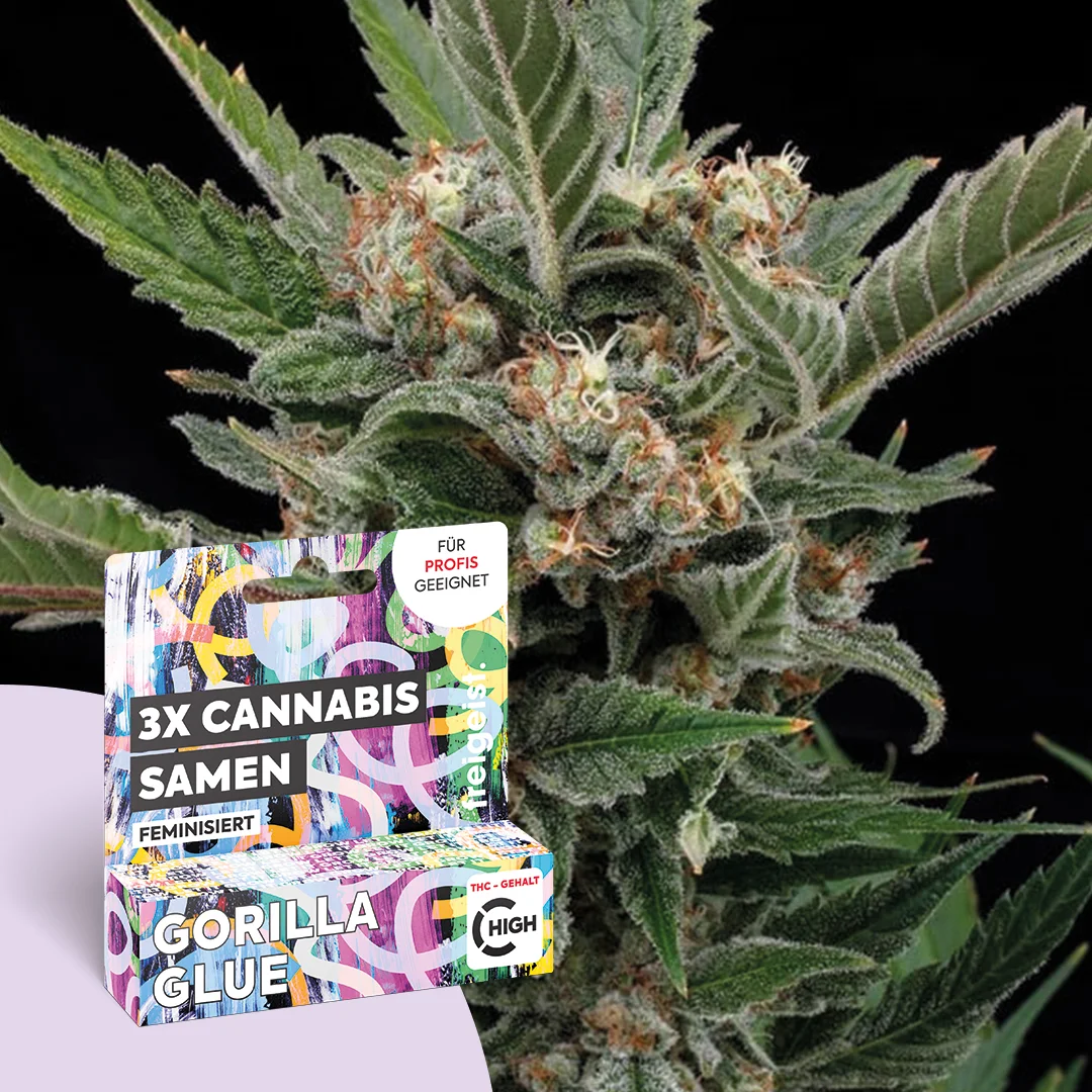3g Hanfsamen Feminisiert