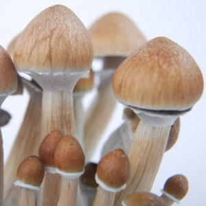 Albino-Pilze aus Kambodscha